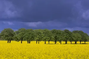 Showing: Farmland showing rape (Brassica napus) field in