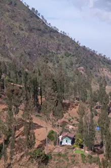 Semeru: Farmland with trees on hills