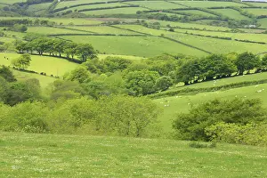 Pastural: Farmland and Wooded Valley