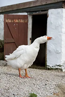 Farmyard: Farmyard Goose