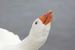 Farmyard: Farmyard Goose