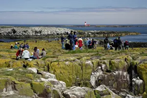 Birdwatchers: Farne Isles - tourists observing birdlife on Staple