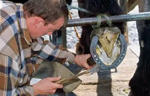 Hooves: FARRIER - shoeing Horse, new shoe being nailed on