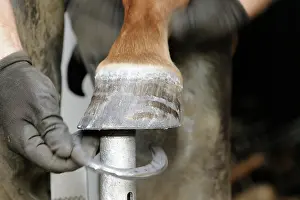 Profession: Farrier at work, fitting horseshoes