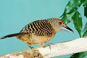 Shrikes: Fasciated Antshrike