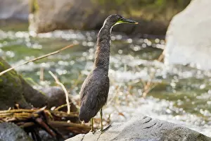 Arenal: Fasciated Tiger-Heron