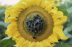 Floret: Fasciation in sunflower