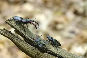 Bugs: Fascinating stag beetle (Lucanus cervus)