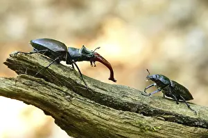 Bugs: Fascinating stag beetle (Lucanus cervus)