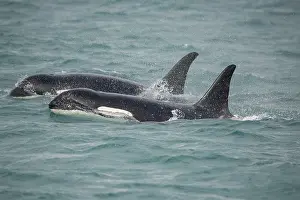 Strait: Fast swimming orcas make their way along Icy Strait