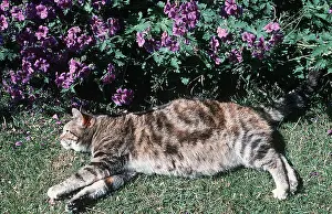 Contentment: Fat Cat - Tabby Cat, stretched out in sun