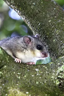 Glis: Fat Dormouse - in a apple tree