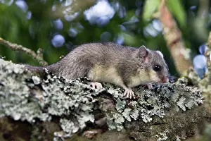 Glis: Fat Dormouse - in a apple tree