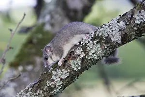 Glis: Fat Dormouse - in a apple tree