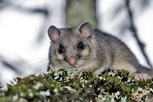 Glis: Fat Dormouse - in a apple tree