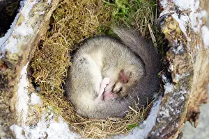 Dormice: Fat dormouse - sleeping