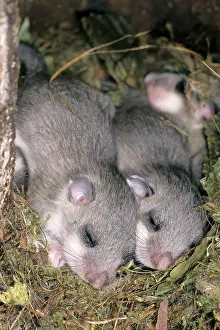 Dormice: Fat / Edible Dormouse - 2 young animals asleep in nest