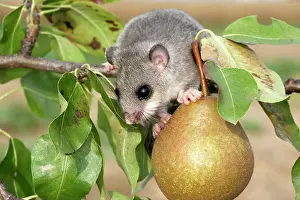 Dormice: Fat / Edible Dormouse