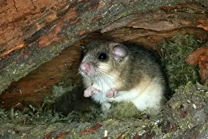 Dormice: Fat / Edible Dormouse
