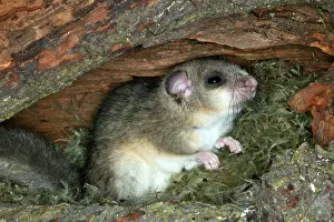 Dormice: Fat / Edible Dormouse