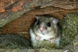 Dormice: Fat / Edible Dormouse