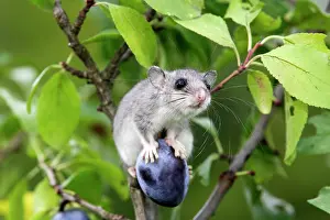 Glis: Fat / Edible Dormouse - balancing on plum