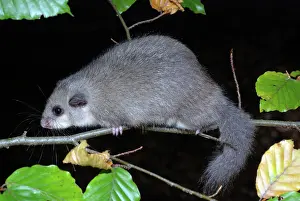 Dormice: Fat / Edible Dormouse - in beech, fattened up for winter