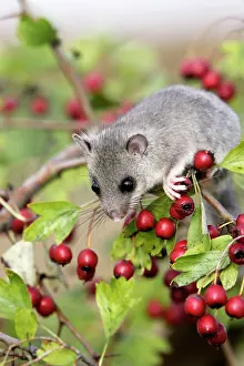 Glis: Fat / Edible Dormouse - with berries