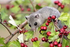 Glis: Fat / Edible Dormouse - with berries
