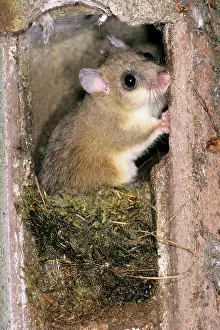 Dormice: Fat / Edible Dormouse - in bird nesting box