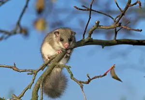 Dormice: Fat / Edible Dormouse - on branch against blue sky