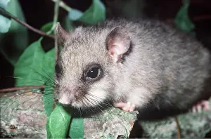 Alien: Fat / Edible Dormouse - close-up