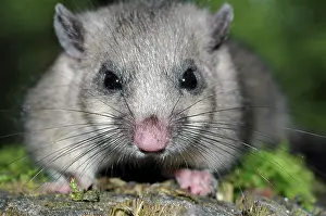 Dormice: Fat / Edible DORMOUSE - close-up of face