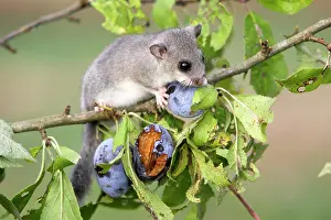 Glis: Fat / Edible Dormouse - eating plums