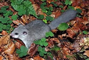Hibernate: Fat / Edible Dormouse - On the ground, exploring