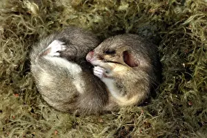 Glis: Fat / Edible Dormouse - Hibernating in Clematis