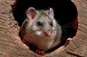 Glis: Fat / Edible Dormouse in hollow tree