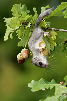 Agility: Fat / Edible Dormouse - in oak tree (quercus robur) feeding