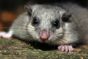 Dormice: Fat / Edible Dormouse - Showing long sensory whiskers