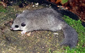 Dormice: Fat / Edible Dormouse - Showing truncated tail