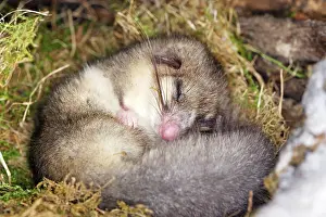 Dormice: Fat / Edible Dormouse - sleeping