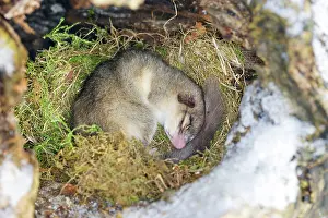 Dormice: Fat / Edible Dormouse - sleeping