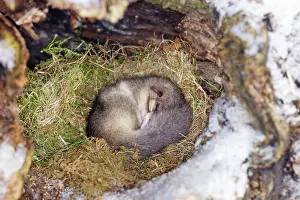 Dormice: Fat / Edible Dormouse - sleeping
