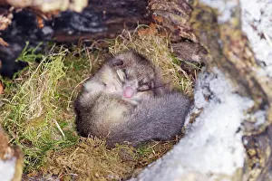 Dormice: Fat / Edible Dormouse - sleeping