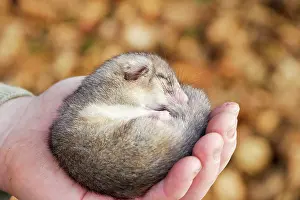 Dormice: Fat / Edible Dormouse - sleeping