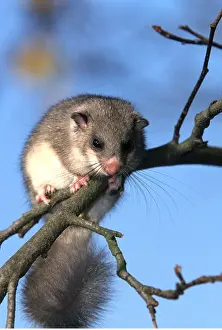 Introduced: Fat / Edible Dormouse - on tree branch