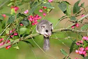 Glis: Fat / Edible Dormouse - in tree with flowers