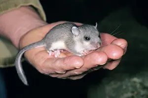 Dormice: Fat / Edible Dormouse - Young animal in hand