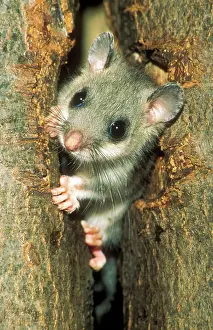 Dormice: Fat / Edible Dormouse - young animal peering out of nest