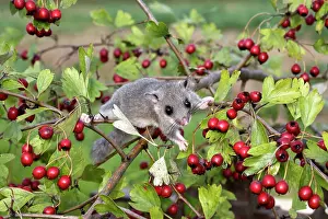 Glis: Fat / Edlible Dormouse
